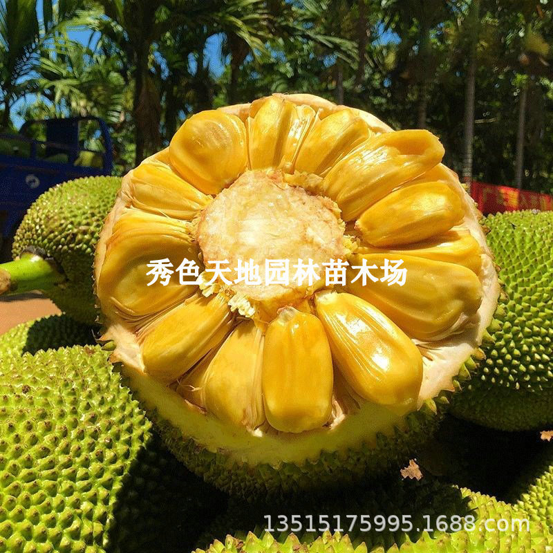 新品种红皮红肉菠萝蜜嫁接树苗泰国红肉干苞四季榴莲蜜果树苗庭院