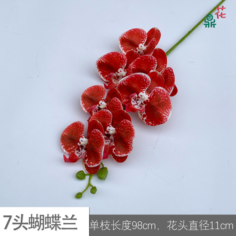 7 phalaenopsis GFG #5 화이트 에지 레드