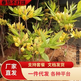 һ�����l�S��ӳɽ�t�辰ɽ���N����ӳɽ�S�ܺö��N�ļ�ͥԺ���Ի�