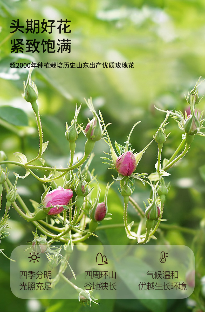 Pingyin Rose Bud Tea Mei Gui Hua 120g Can Dried Herbal Flower Tea for Daily Brewing specifications
