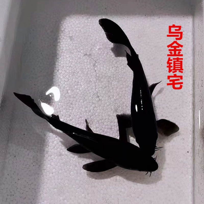 블랙 골드 잉어 5마리 6-8cm