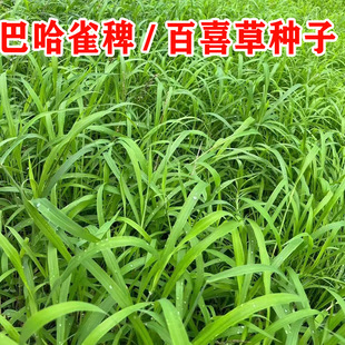 Broadleaf Grass Seeds, Drought-Resistant Slope Protection and Soil-Fixing Seeds, Salt-Tolerant Baixi Grass, Bermudagrass, Pennisetum Grass, Pennisetum Grass