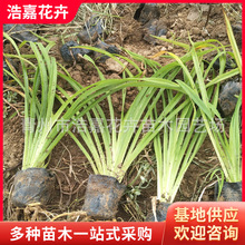 ����� ��������� ɽ�|���ݺƼλ�����ľƷ�N������l