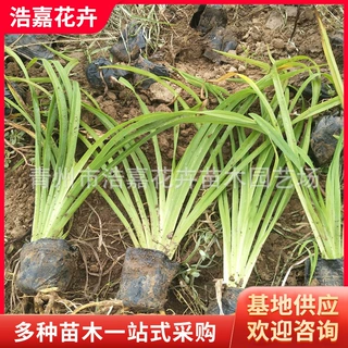 大花萱草 金娃娃萱草 山东青州浩嘉花卉苗木品种多多批发