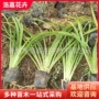 山东青州品种大花萱草