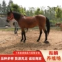 温顺性格好的多少马