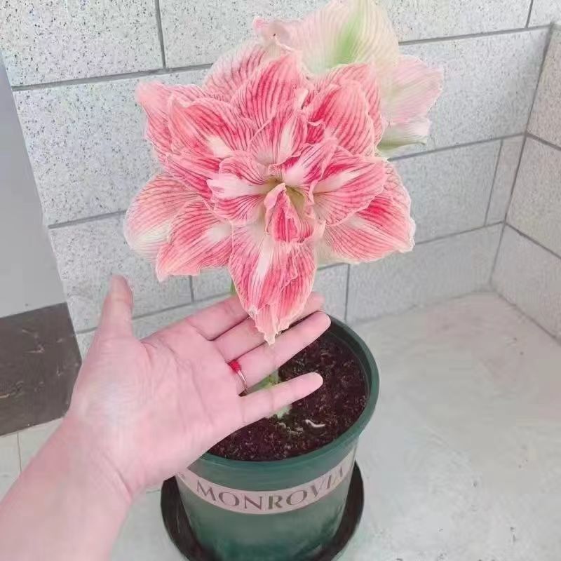 아름다운 여신★★