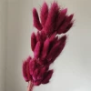 A bunch of about 60 pieces of vintage purple-red rabbit tail grass