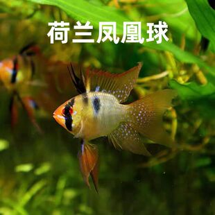 ���m�P�����~�{���Ӱ����_�������ӟᎧ�^�p�~С���~���w�����~