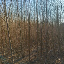 ë����ֱ��0.5����-2 �Ҙ䌍����ԭ���� ��ľ�� ռ�ز��w���Ҙ���