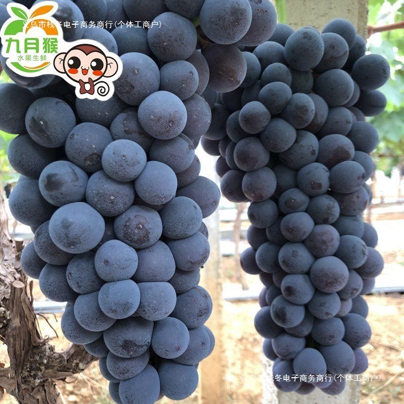 Yunnan seedless summer black grape fresh seasonal seedless black grape pregnant women fruit whole box black currant green food