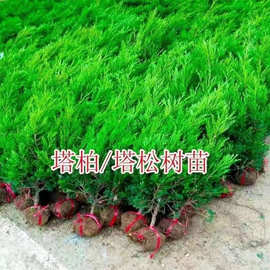 塔柏树苗松树苗柏树苗侧柏树苗龙柏树苗松柏树苗四季常青绿化苗木