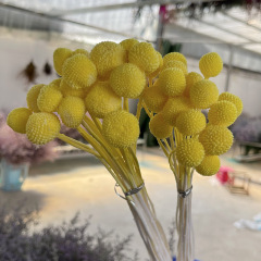 黃金球乾花永生花黃金果20枝裝飾攝影乾花花束材料包雲南廠家