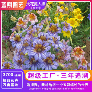 Large-Flowered Beauty Seeds, Chilean Morning Glory Seeds, Indoor Balcony Potted Plants, Outdoor Courtyard Ground Planting, Landscape Flower Sea