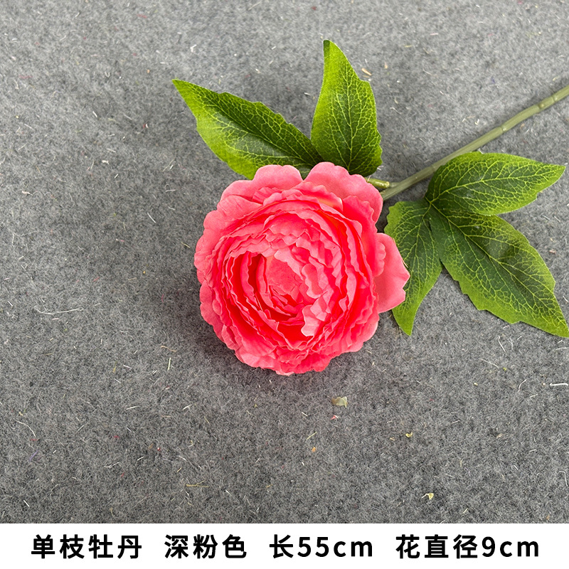 단일 모란, 짙은 분홍색, 길이 55cm, 꽃 지름 9cm