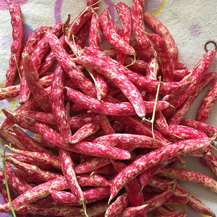 �t���h���ǷN���S���h���ǷN�� ����Y�M�ܶ���ܿ���ܶ��N��