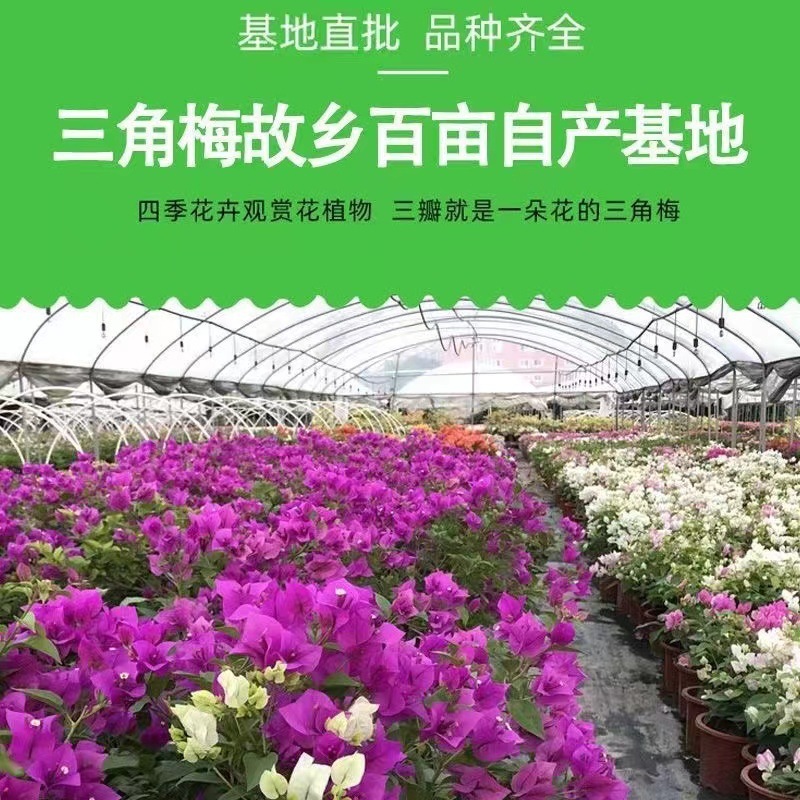三角梅带花盆栽大苗老桩四季花卉绿樱发货爬藤重瓣云南紫植物巴西