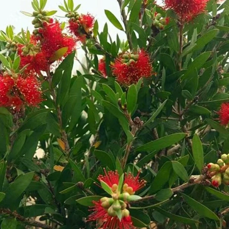 Разноцветковая красная мелалеука в горшке Красная рассада мелалеуки Jinbao Рассада плакающие ветви Красная мелалеука Австралия Красная мелалеука spp.