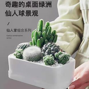 Cactus Radiation-Proof Succulent Plant Potted Indoor Aloe Vera Seedlings Florals Green Plants Office Fun