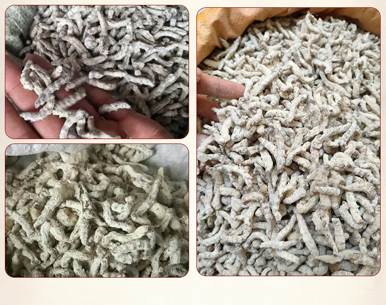 White Silkworm Jiang Can 500g Dried Bombyx Batryticatus Traditional Chinese Herb for Decoction quality and texture