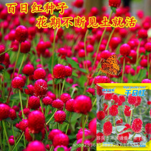千日红种子大全千日紫百日红种孑花卉种籽原装种子大全批发代发