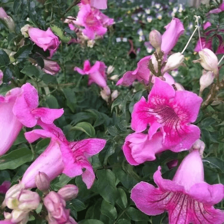 SKU_12_桃色200粒_优质新种2包送催芽肥料