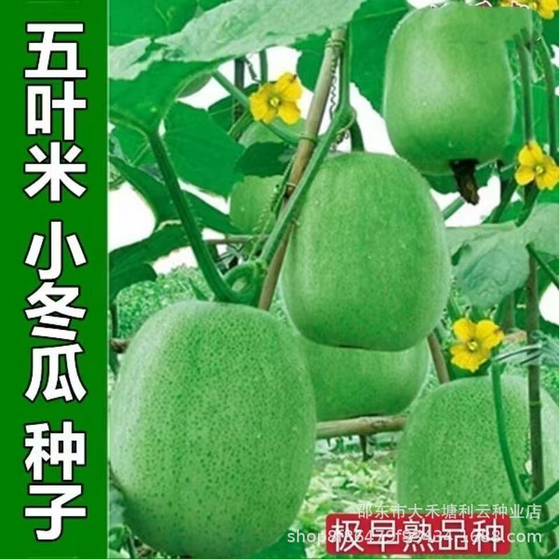 Five-Leaf Rice Winter Melon Seeds Are Sown in Spring, Fast-Growing and Early-Maturing Winter Melon Seeds with Thick Flesh and Small Cavity, High-Yielding Winter Melon Seeds Five-Leaf Rice Winter Melon Seeds Are Sown in Spring, Fast-Growing and Early-Maturing Winter Melon Seeds with Thick Flesh and Small Cavity, High-Yielding Winter Melon Seeds