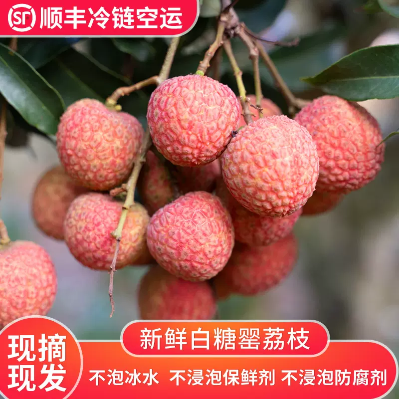 广东新鲜现摘现发荔枝顺丰冷链包邮2025茂名高州当季白糖罂荔枝