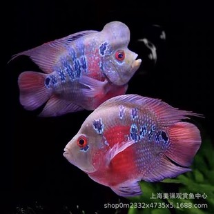 �Ꭷ�~�����W�^�~���wԪ���_�h���~�߲��׻���~��ˮ�~�^�p�~��