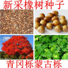 橡树种子麻栎青冈栎蒙古栎柞树象子树橡籽美国红栎红橡娜塔栎种籽