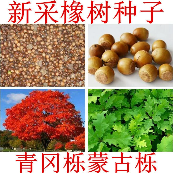 Дуб семена дуба дуб дуб Цинган дуб монгольский дуб слон дерево дуб дуб семена дуб красный дуб красный дуб ната дуб дуб дуб