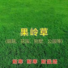 草坪果岭草种子四季青耐寒耐旱高羊茅护坡耐践踏草坪草籽庭院绿化