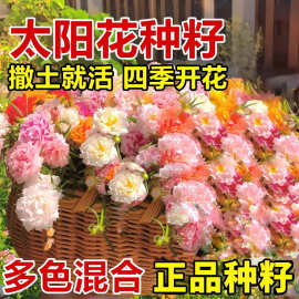 重瓣太阳花种子四季开花易活庭院花园阳台盆栽花卉混色种籽室内外