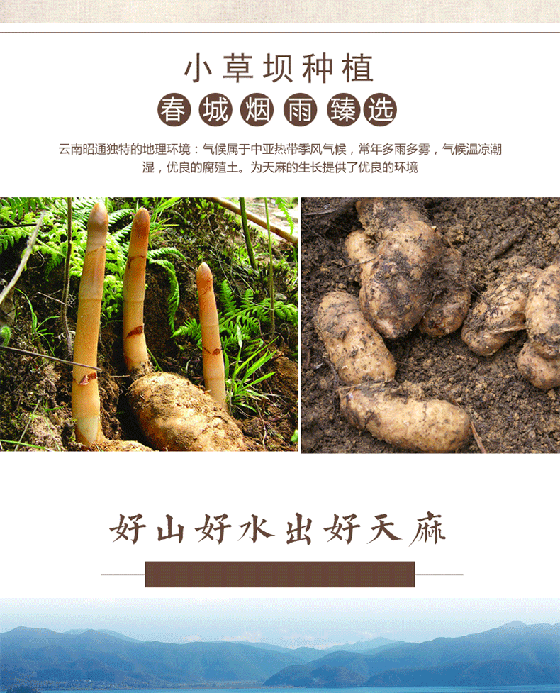 Yunnan Zhaotong Black Gastrodia Dried Slices 500g Premium Tian Ma Herbal Root in use