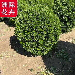 ���~�S����������l С�~�S���� �lì��G����ľ�G����ľ Ҏ���R