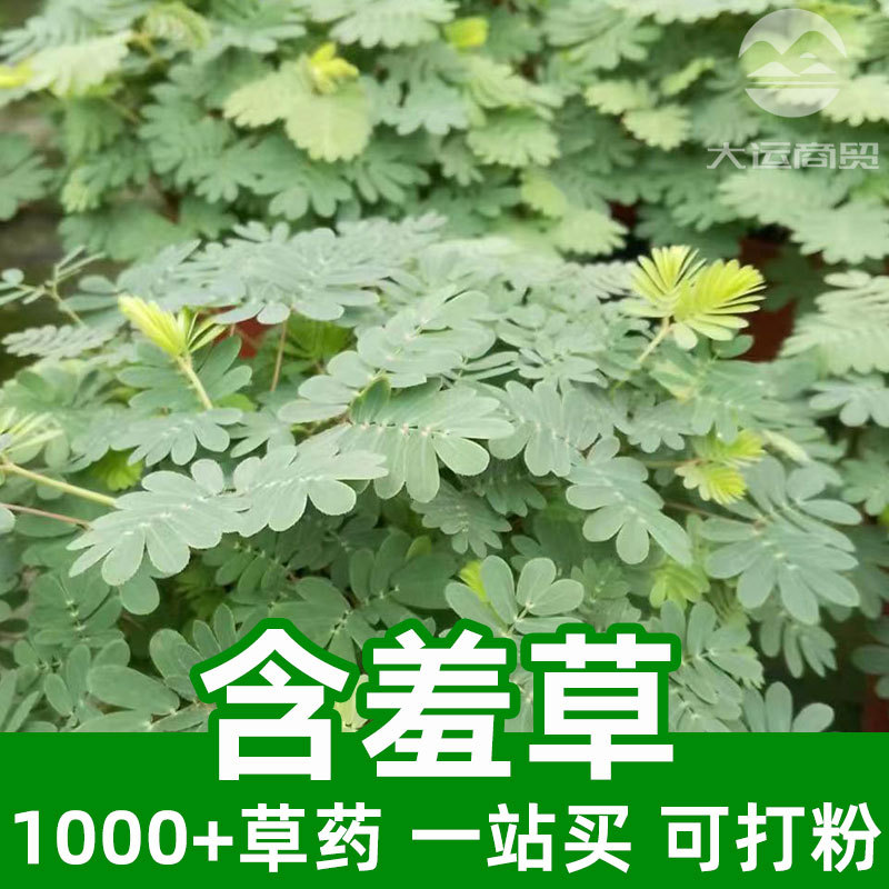 含羞草1kg食品级中草药原材料可打粉mimosa pudica感应草见笑草