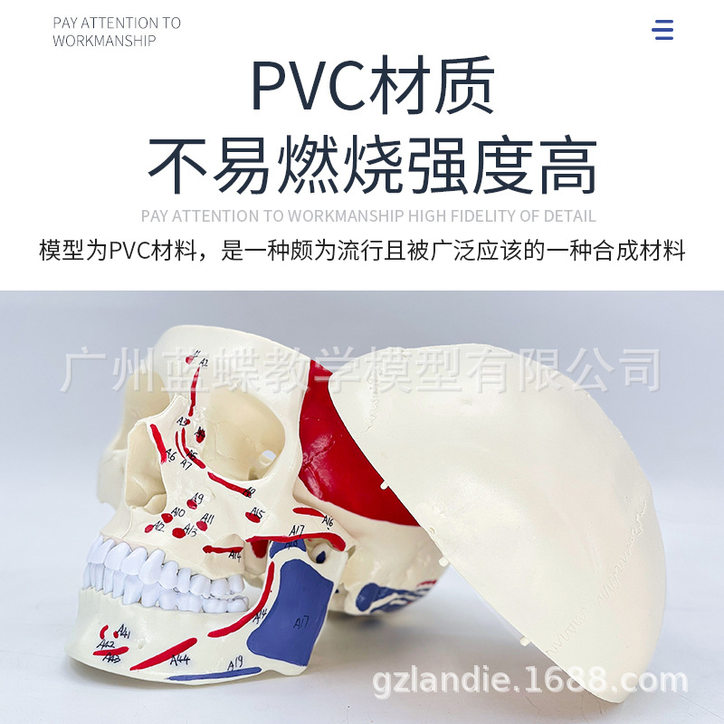 ����ҽѧ���ñ�׼ ����ͷ ͷ����ɫͷ­�Ǳ걾ģ�� ������ֹ��