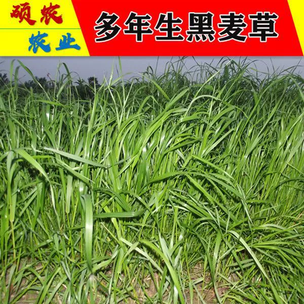 Многолетние семена райграса импортированы Four Seasons высокоурожайные пастбищные семена трав свинья Крупный рогатый скот овца курица утка гусь кролик рыба Дина Монро