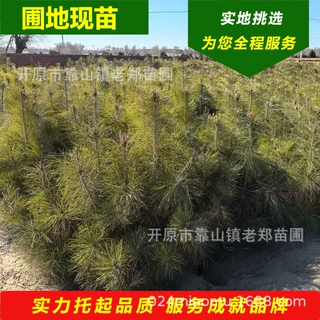 苗圃出售油松小苗杯苗株高1-8米庭院别墅公园景观绿化风景造型树
