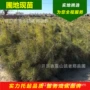 景观公园绿化庭院小苗