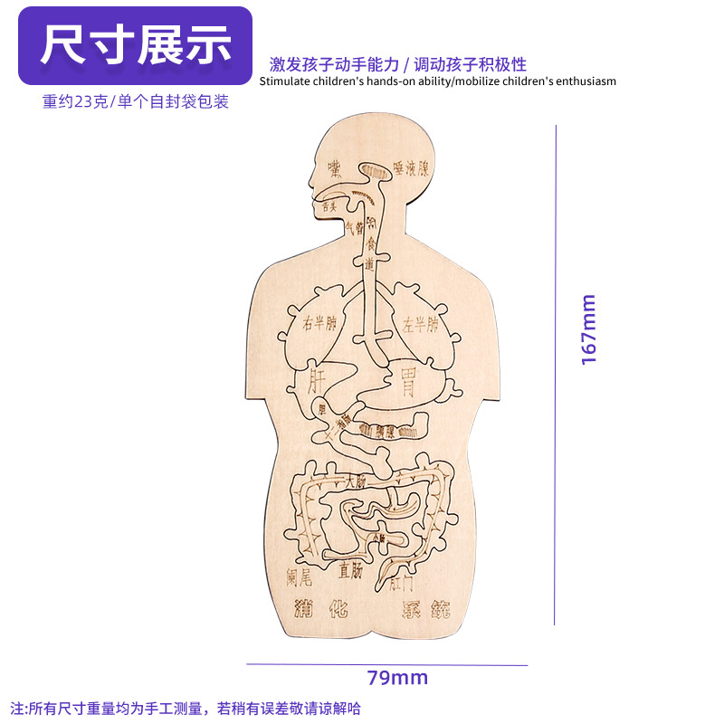 Sistema digestivo, madera, divertido, modelo cognitivo de órganos humanos, tecnología, pequeña producción, bricolaje hecho a mano, materiales caseros simples