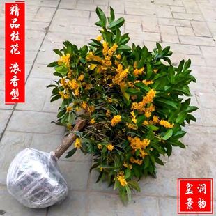 ����ļ���ع𻨘������Ե���޽��̨��������ͥԺ