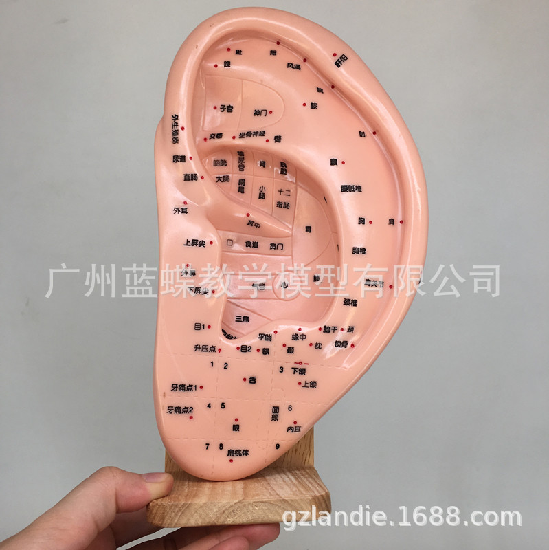 Big ear model Ear Model Ear Model Ear Model Ear Massage Model 22cm…