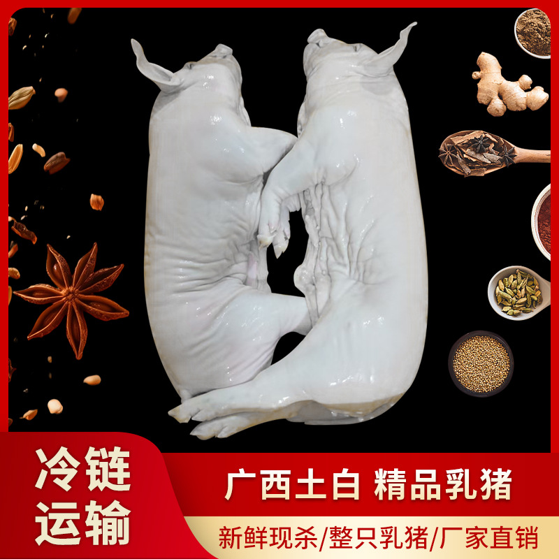 广西小耳朵土白鲜活现杀整只乳猪酒店烧烤烧腊专用生鲜食材烤肉