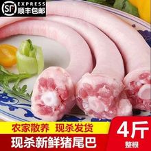 新鲜猪尾巴现杀整根干净无毛猪长尾猪短尾猪中长尾批发商用
