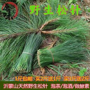 Yimeng Mountain Pine Needles, Wild Pine Needles, Fresh Pine Needles, Pine Needle Enzymes, Horse Tail Pine, Mountain Pine Needles, Needles