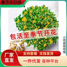 һ�����l�ļ��𻨘�����ͥԺ����ԭ�������҃������԰��µ���