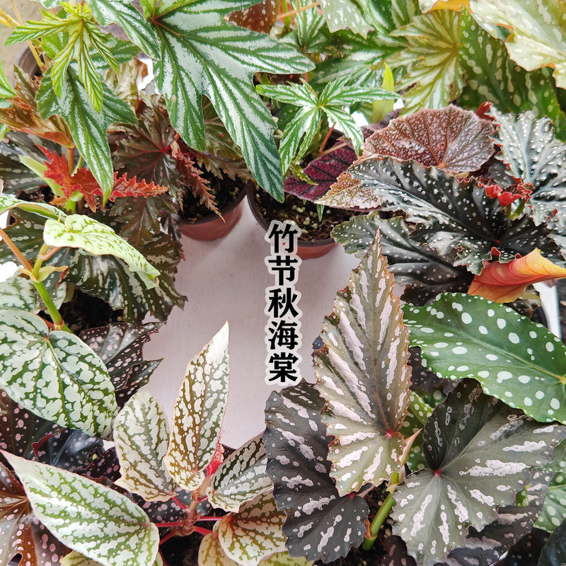 Accompanied by Xi bamboo begonia office desktop shade-resistant green plants potted flowers and plants wholesale a generation of hair