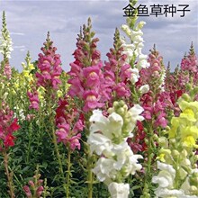 ~ݷNֲļܲͥԺ̨ͺֲﻨݷN