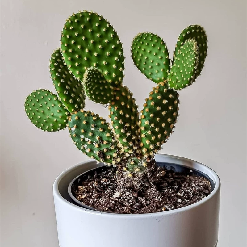 Кактус суккулентные растения белый горшок желтая стопа тысячи рук Авалокин комнатный и открытый горшок цветы